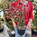 Červienka Fraserova (Photinia × fraseri)  ´ROBUSTA COMPACTA´ - výška 40-60 cm, kont. C3L (-21°C) 